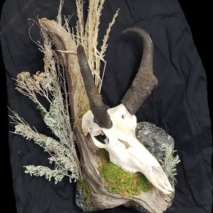 Meet your Posher, Sheldon